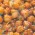 Struffoli bimby