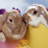 Bimby pasqua