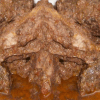 Bimby Cinghiale