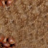 bimby castagne
